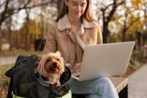 Ensuring a Safe and Comfortable Arrival in the UAE: Prioritizing Your Pet’s Well-Being Ensuring a Safe and Comfortable Arrival in the UAE: Prioritizing Your Pet’s Well-Being